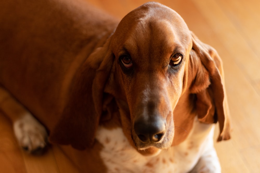 Perro grande de pelo corto marrón que se acuesta en el suelo