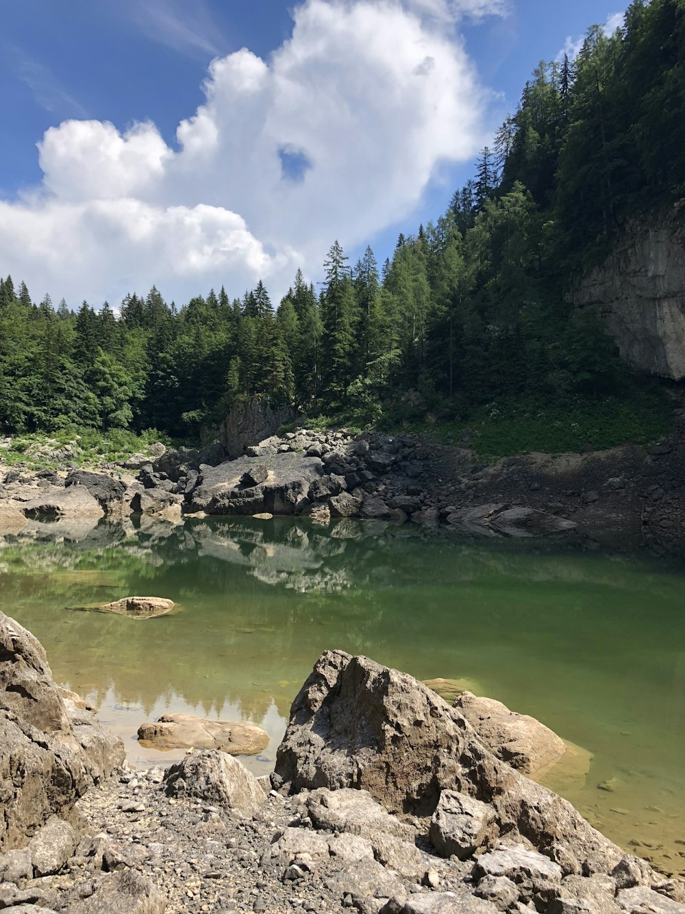 river near trees during daytime