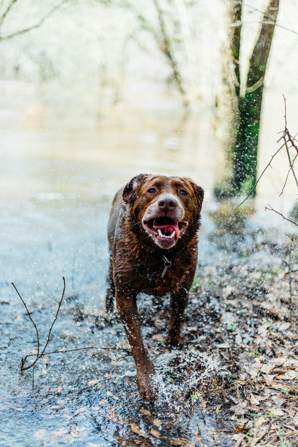 Foto de enfoque superficial de perro marrón corriendo en el cuerpo de agua