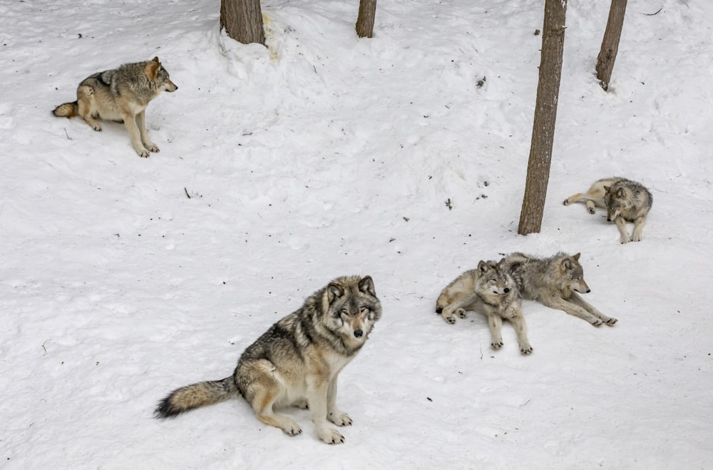 four wolves on snow