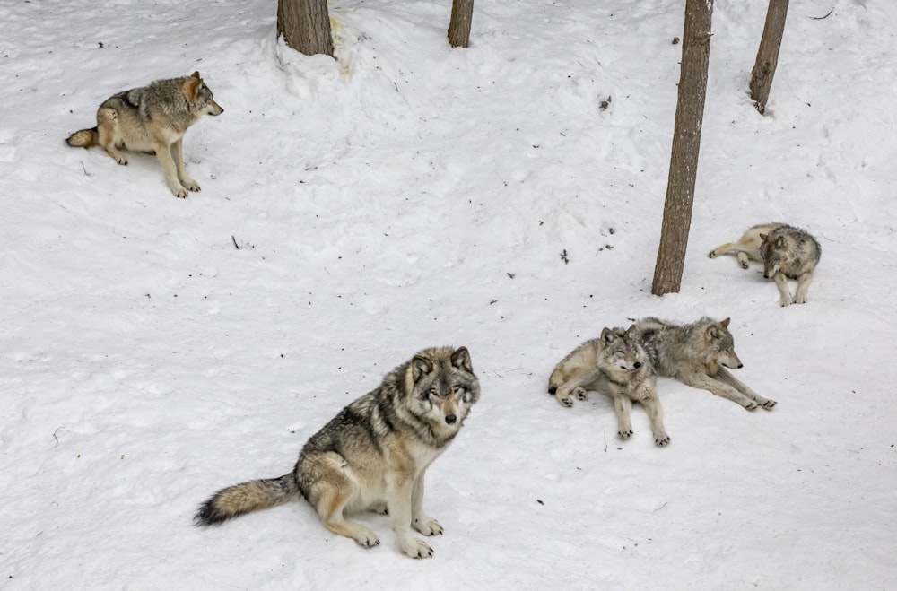 雪の上の4匹のオオカミ