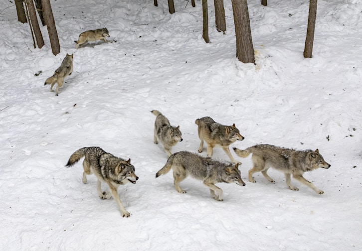 seven pack of wolves on forest snow