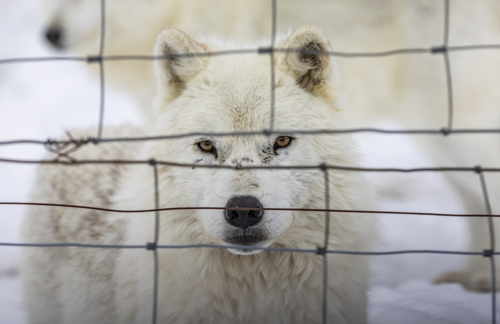 a white wolf behind a wire fence looking at the camera