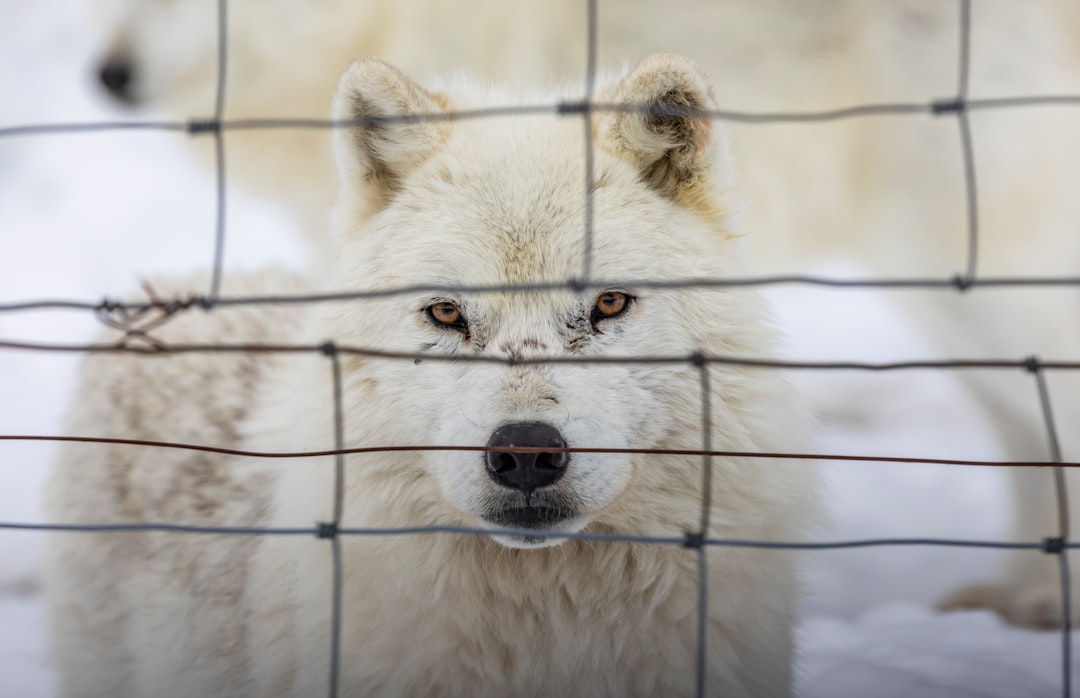 arctic wolf