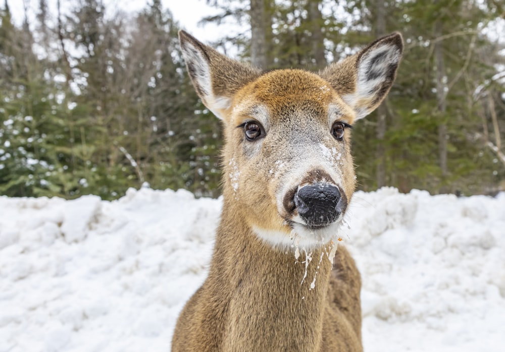 brown deer on snow during daytime