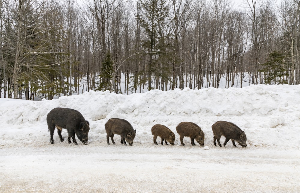 Fünf braune und schwarze Tiere tagsüber auf dem Schneefeld