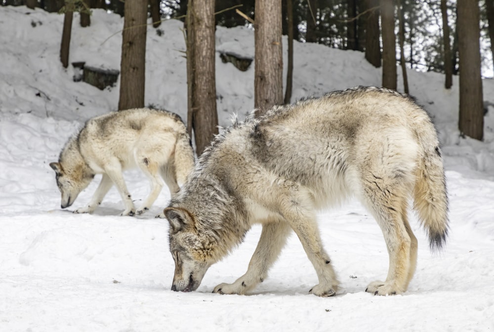 Dos lobos en un campo nevado