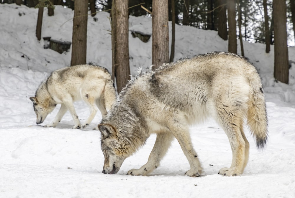 Dois lobos no campo de neve