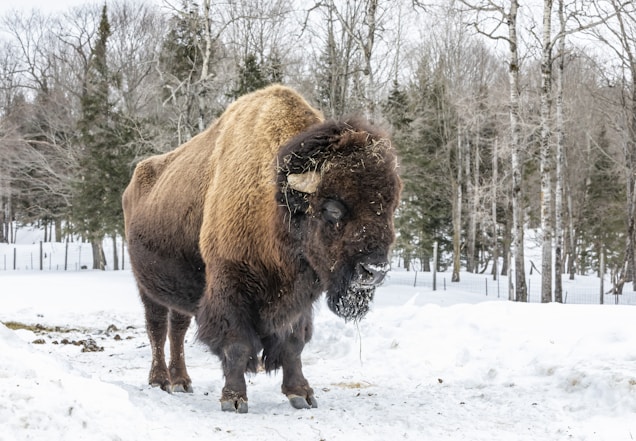 A large bison stands in a snowy landscape, surrounded by leafless trees. The bison's fur is thick and shaggy, and it appears to be trudging through the snow. Its large, curved horns and robust body are prominent features.