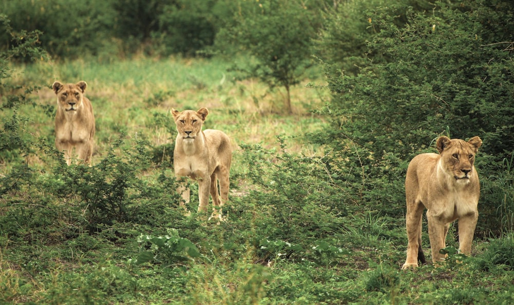 three cougars