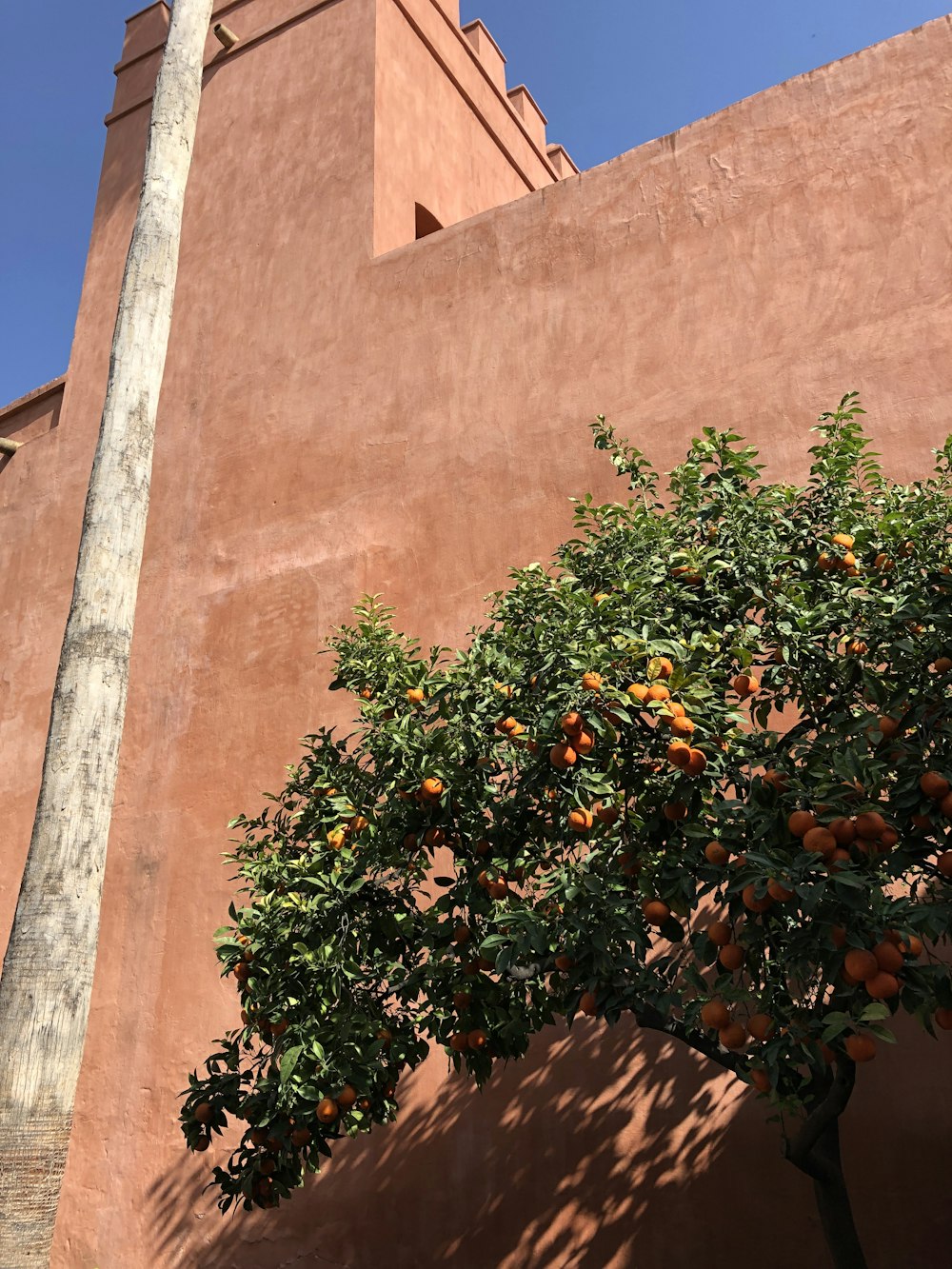茶色のコンクリートの建物のほかにオレンジの木