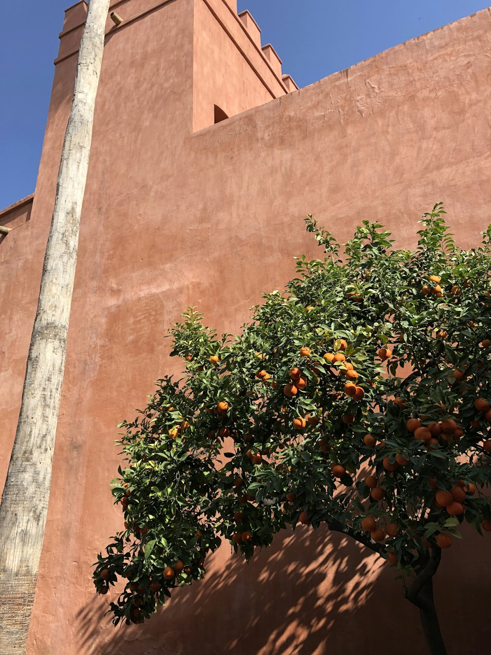 laranjeira além de prédio de concreto marrom