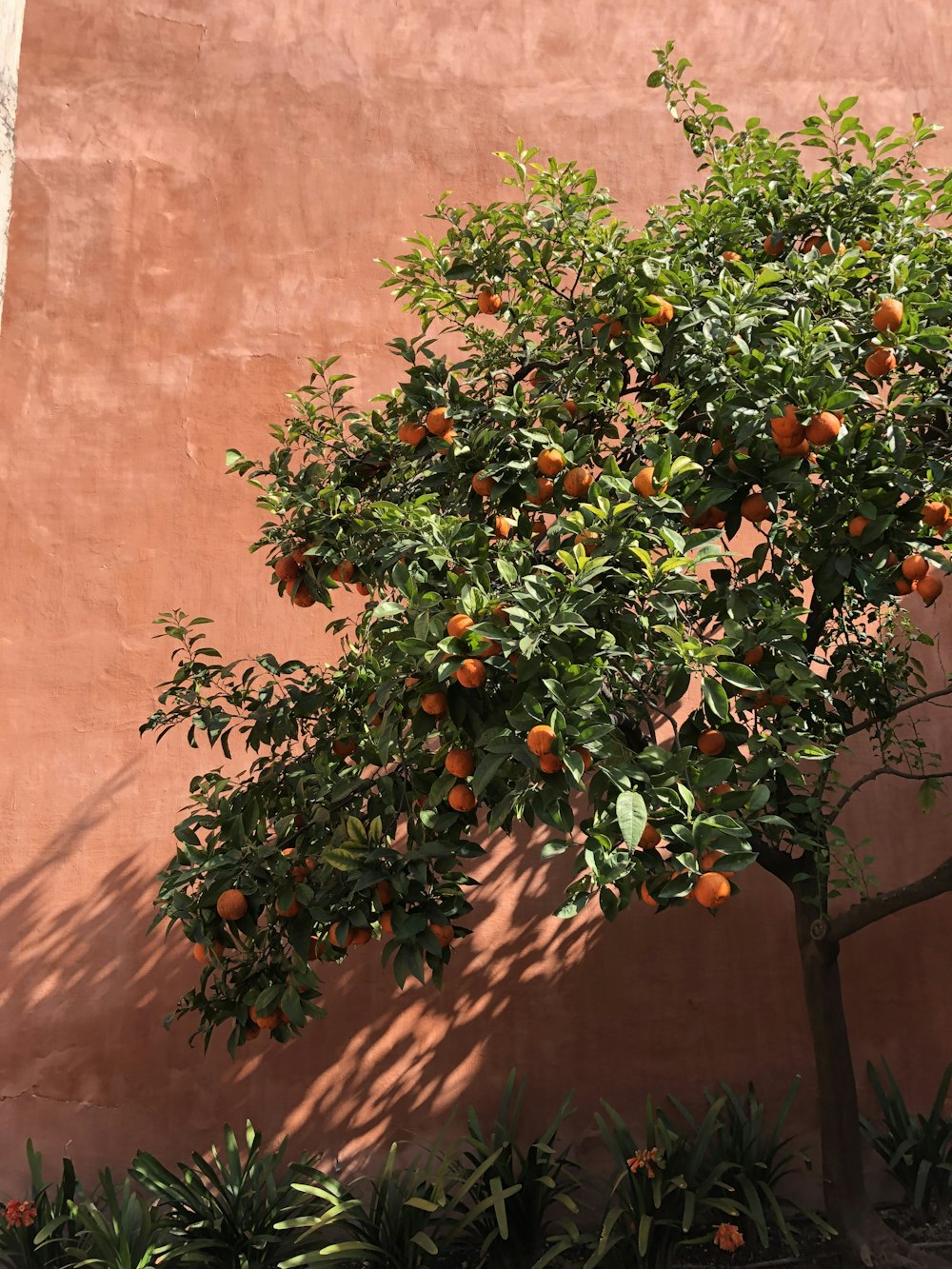 orange fruit trees