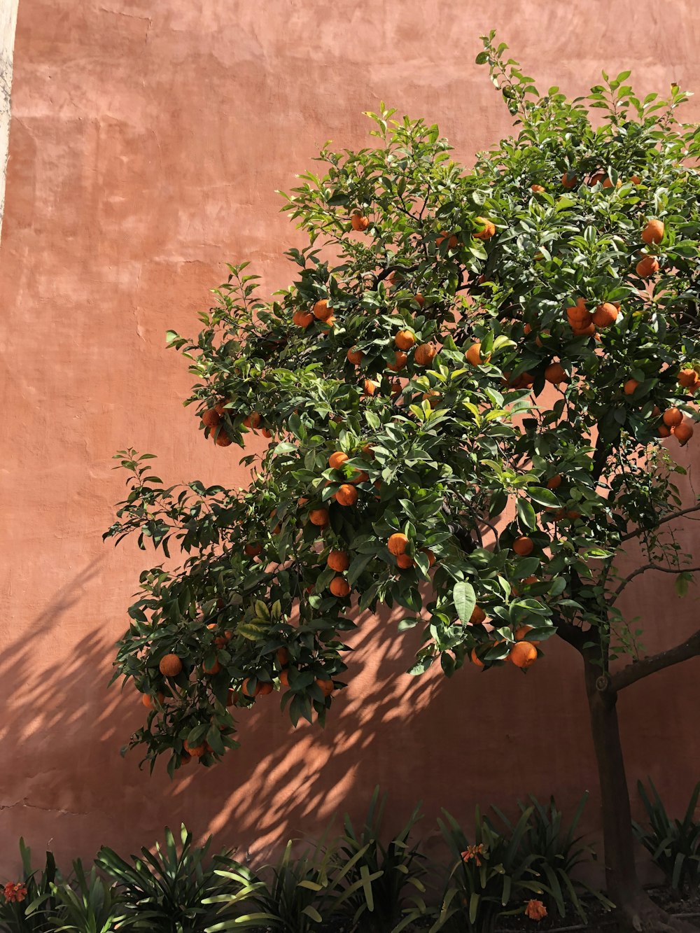 オレンジ色の果樹