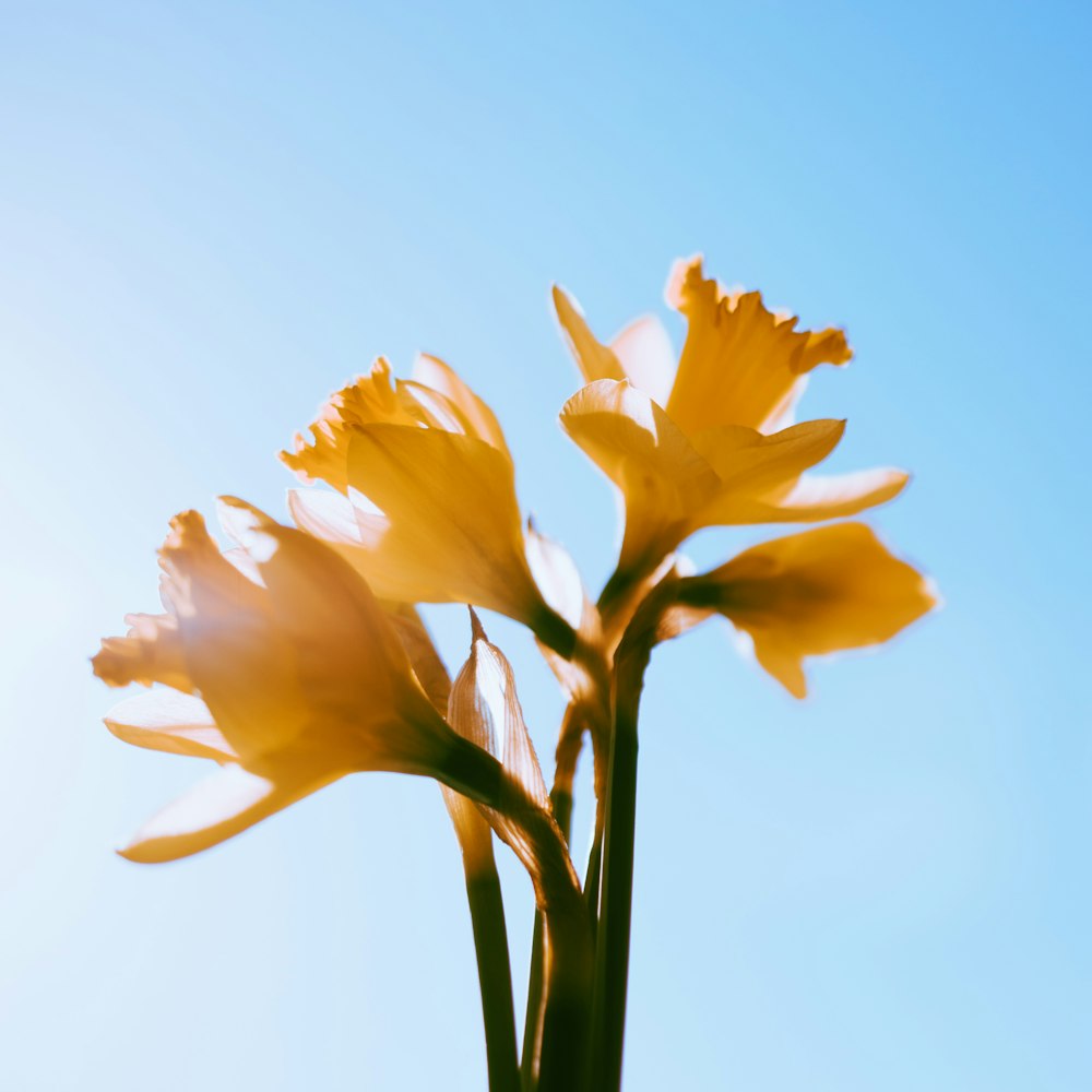 オレンジ色のユリの花が咲く