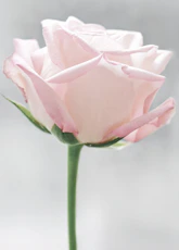 Médecine de la Rose Vosges/Lorraine