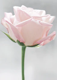 Médecine de la Rose Vosges/Lorraine