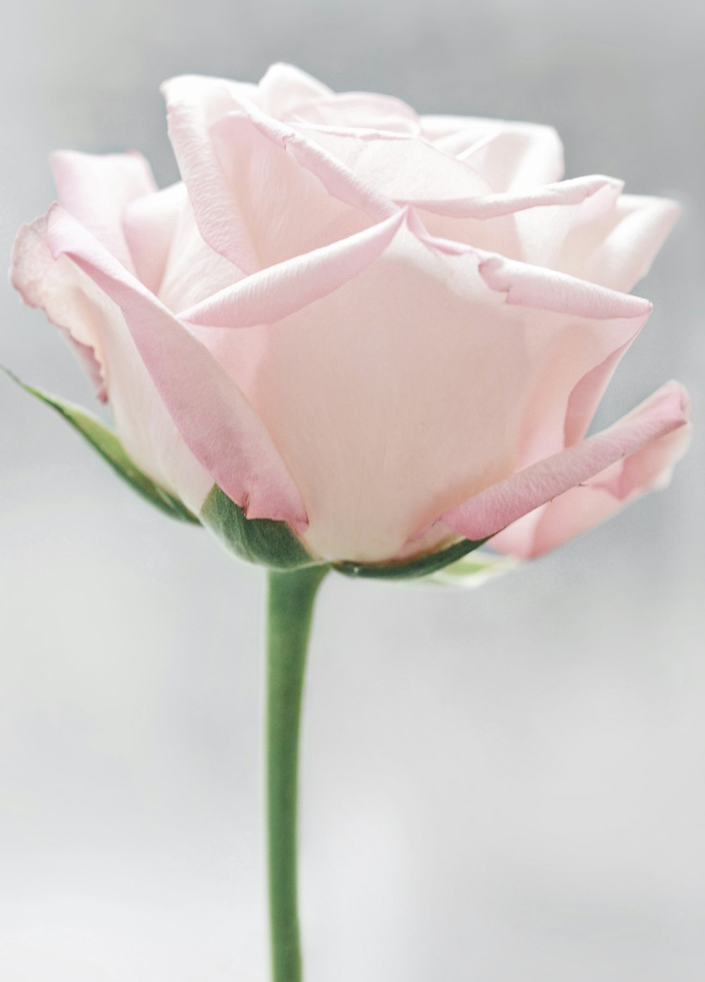 White rose photo – Free Flower Image on Unsplash
