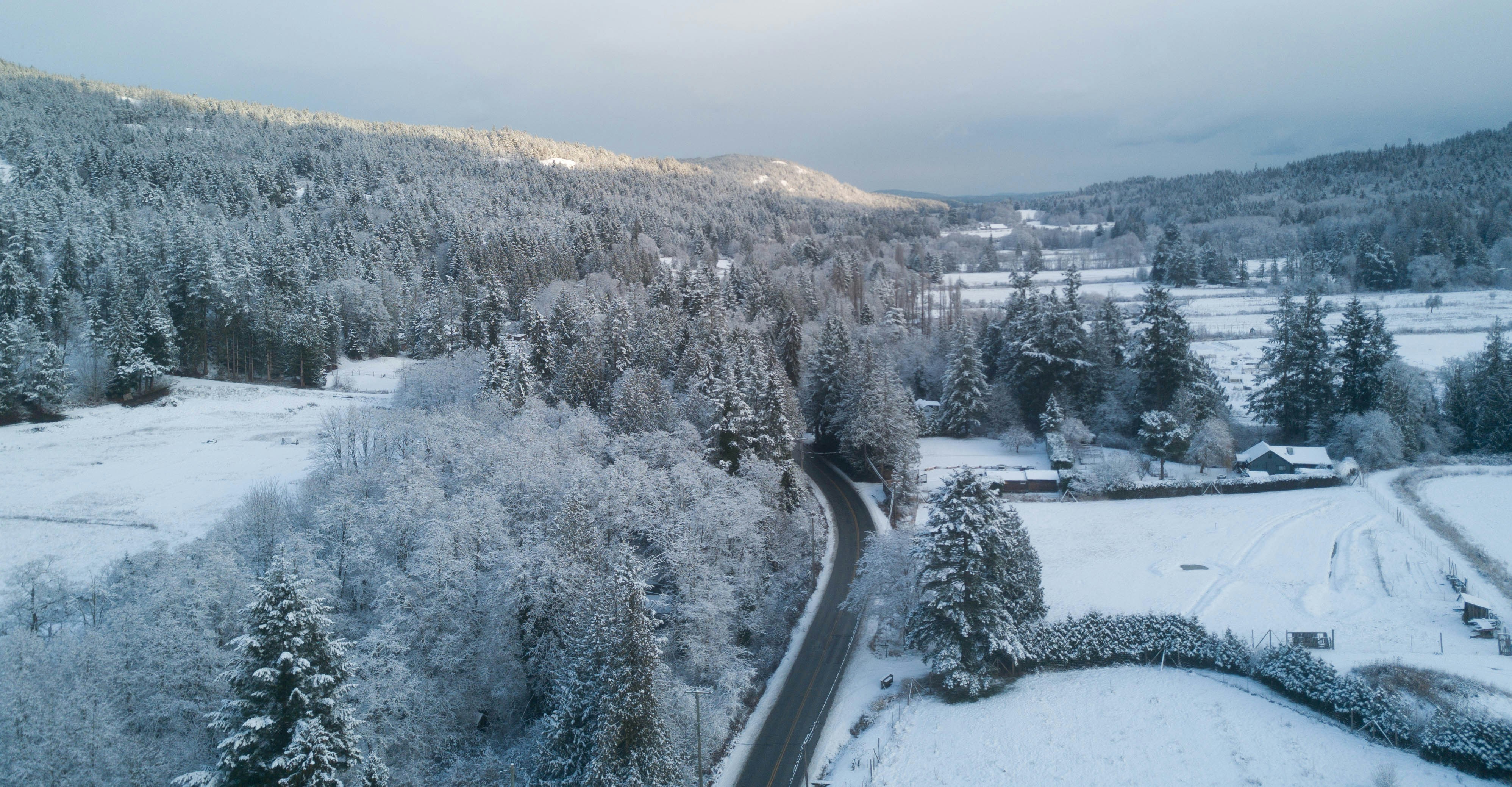 snow covered trees and ground