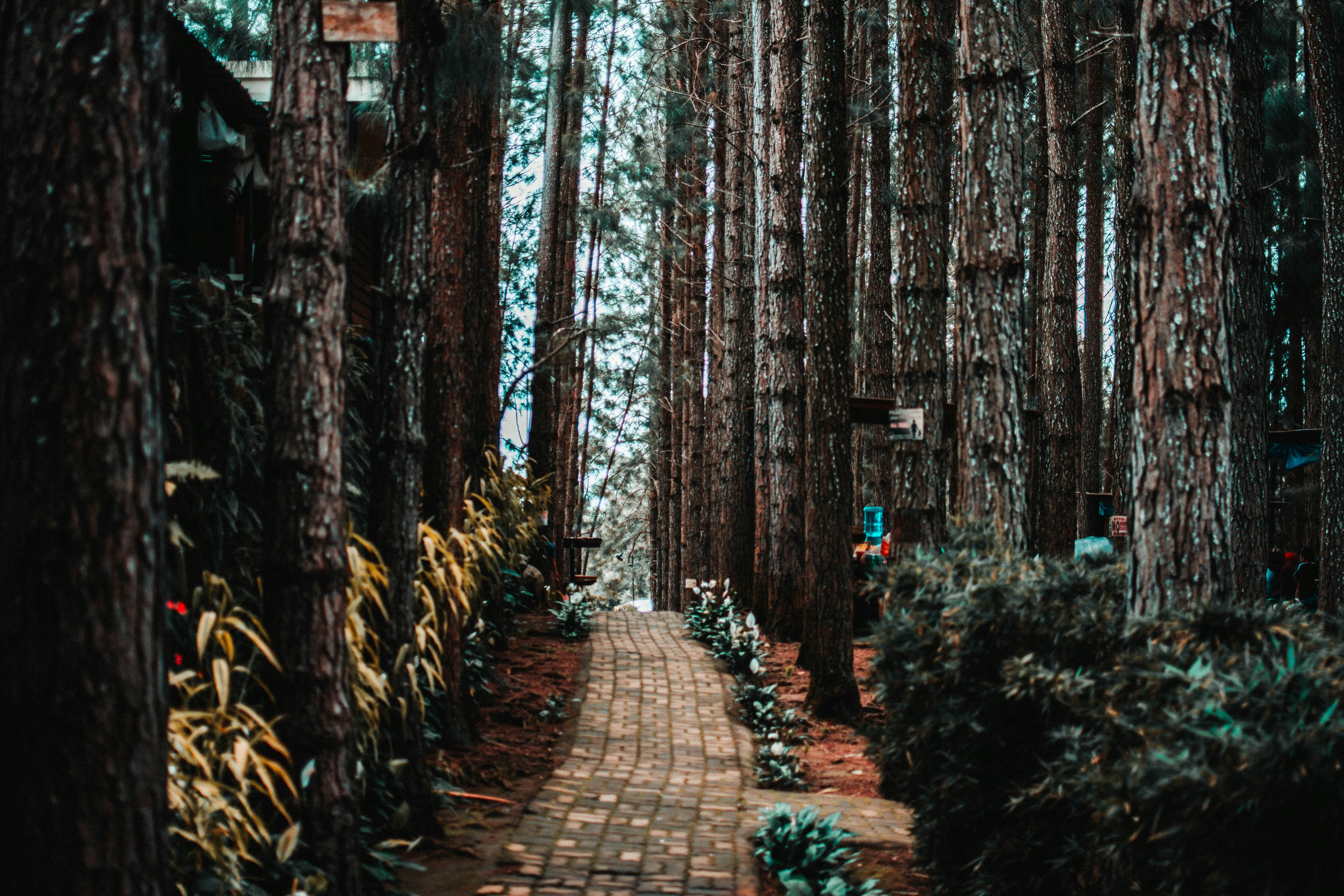 Pokok di pinggir jalan