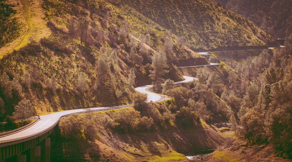 Árboles verdes al lado de la carretera