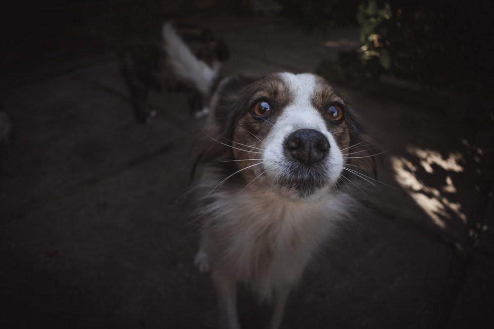 closeup photography of whitedog