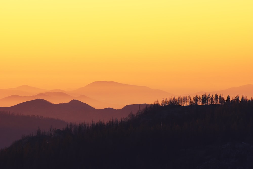 Landschaftsfoto des Waldes während der goldenen Stunde
