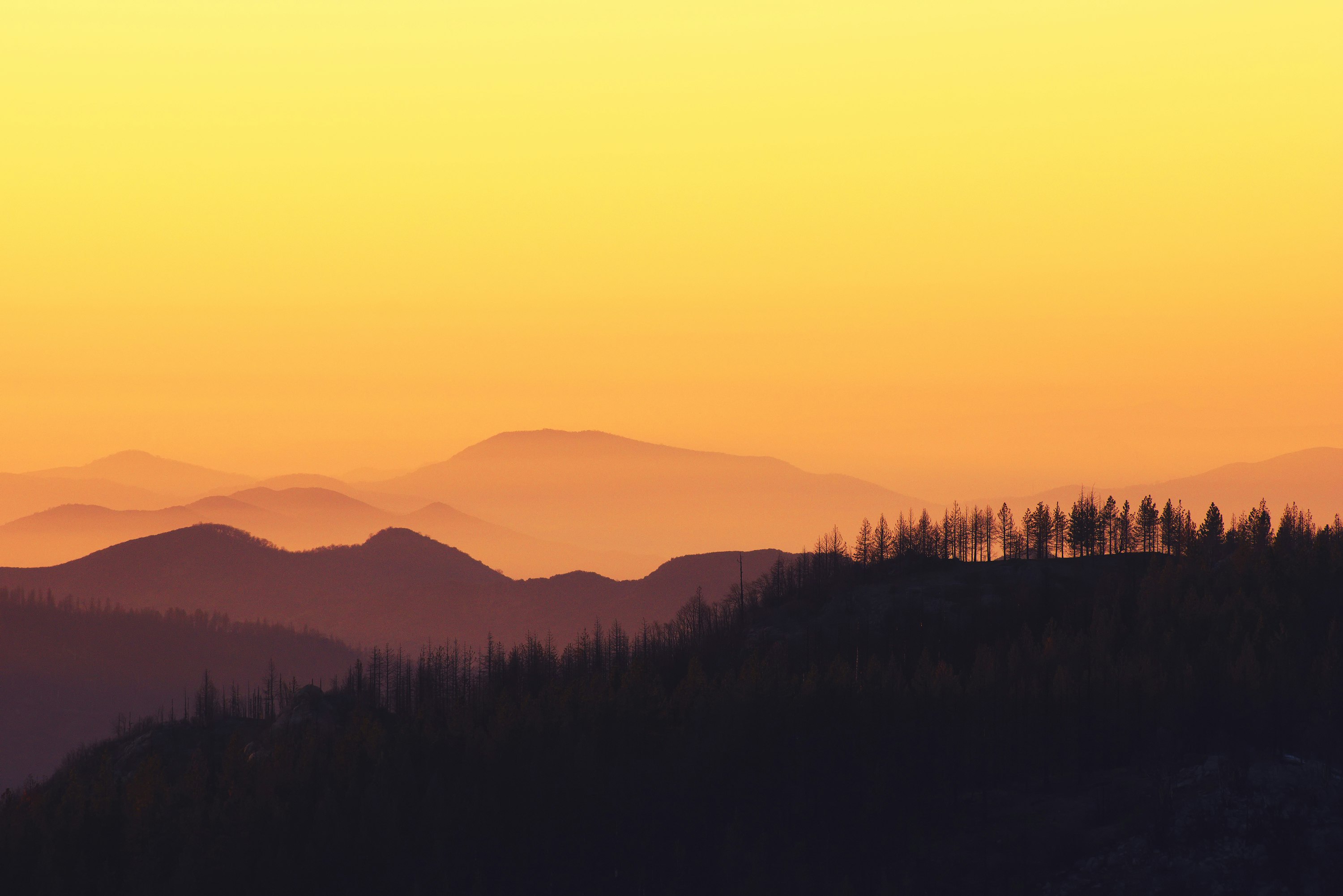 landscape photo of forest during golden hour