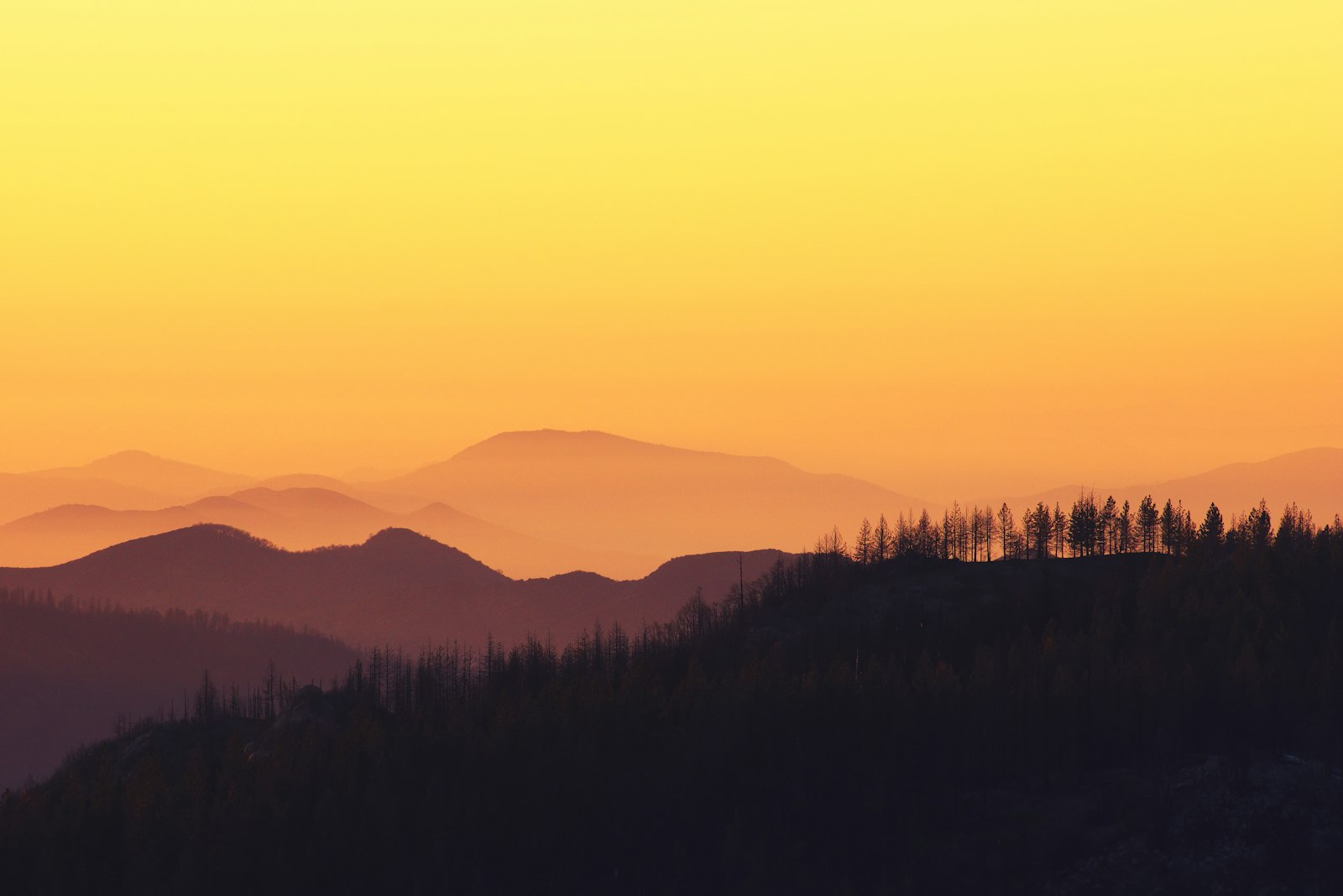 Pentax K-3 + Pentax smc DA* 60-250mm F4.0 ED (IF) SDM sample photo. Landscape photo of forest photography