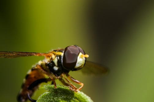 A close-up shot of a hoverfly perched on a green leaf. The insect's compound eyes, striped abdomen, and transparent wings are visible with a blurred green background.