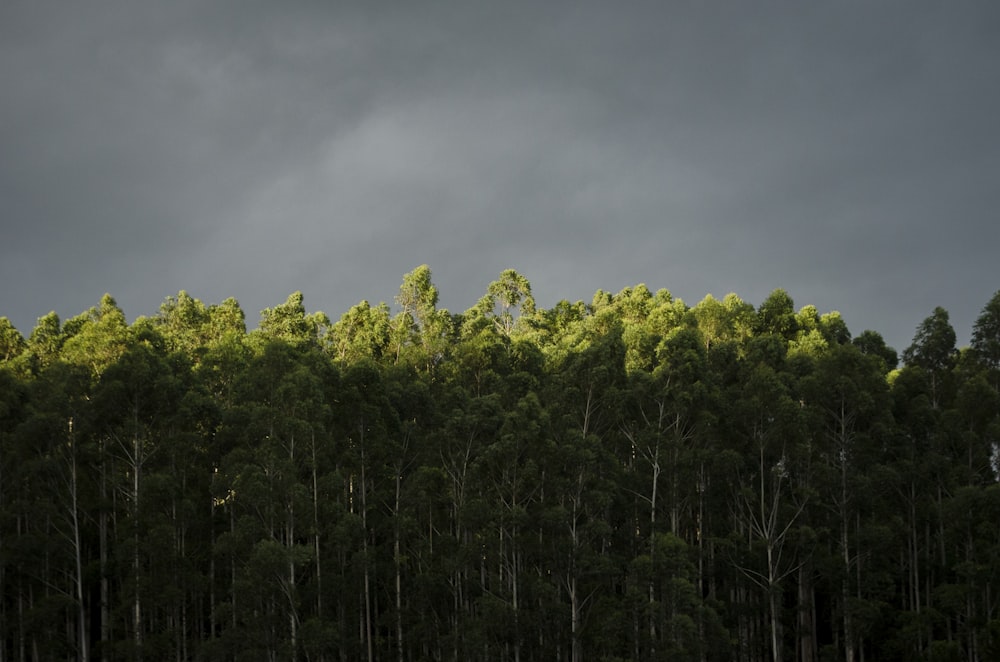 green trees under cloudy sky