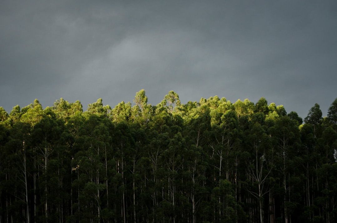 green trees under cloudy sky