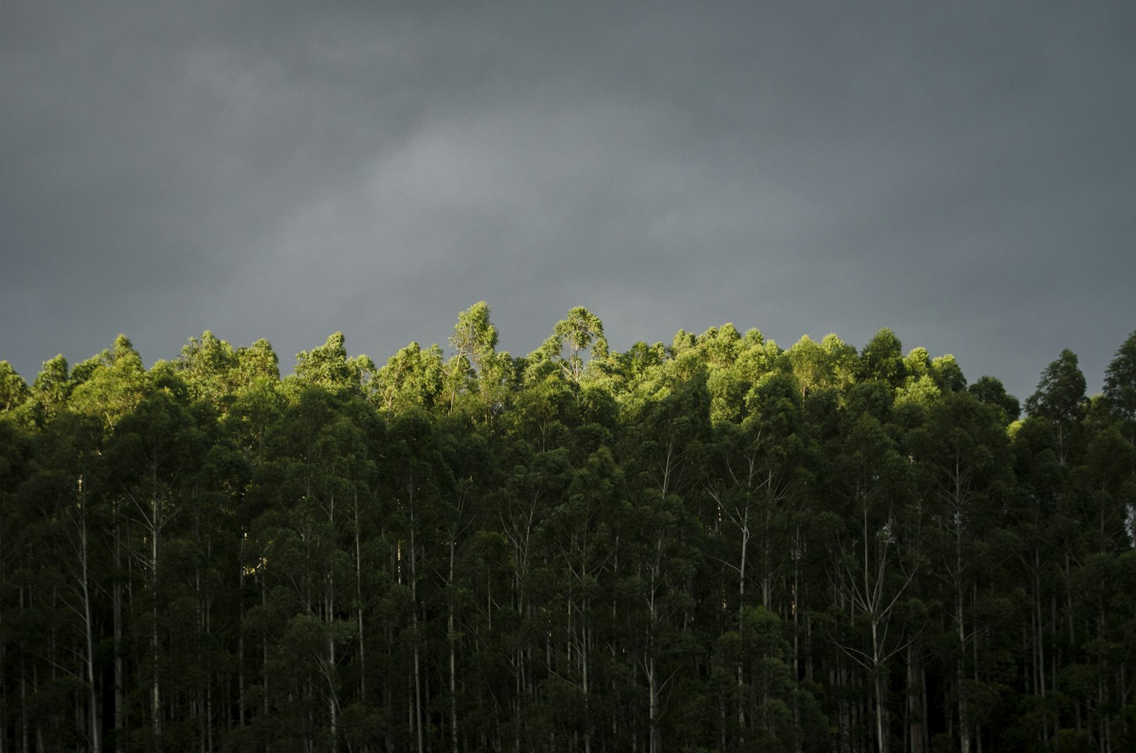 Nikon AF-S DX Nikkor 55-200mm F4-5.6G VR sample photo. Green trees under cloudy photography