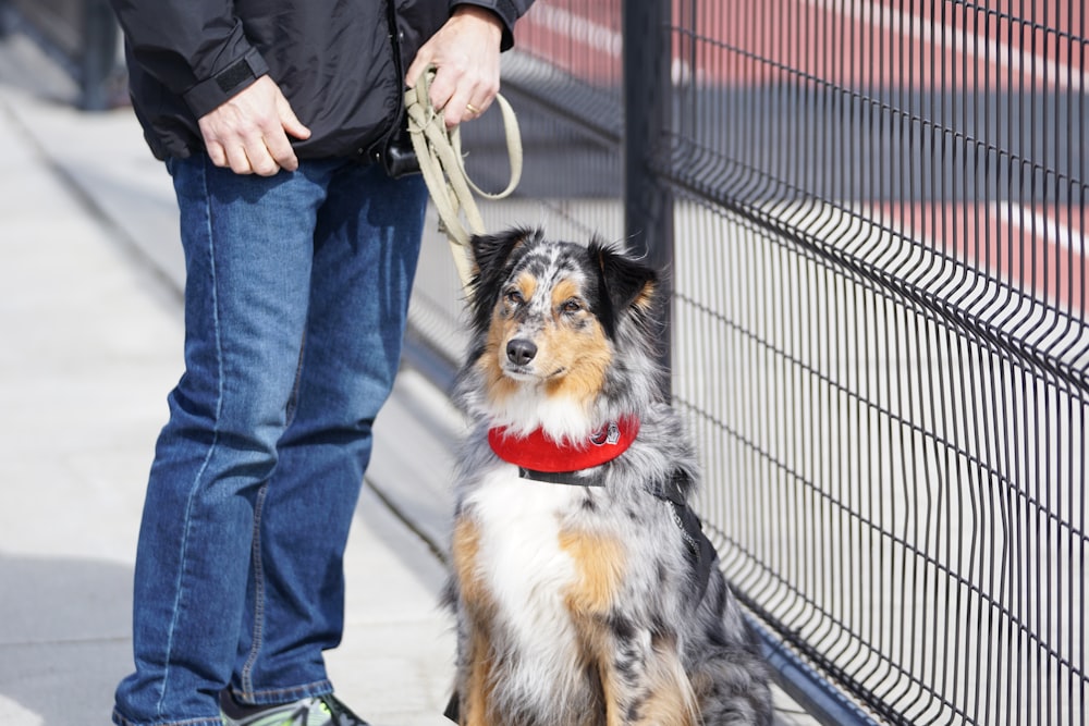 person standing beside black dog at daytime