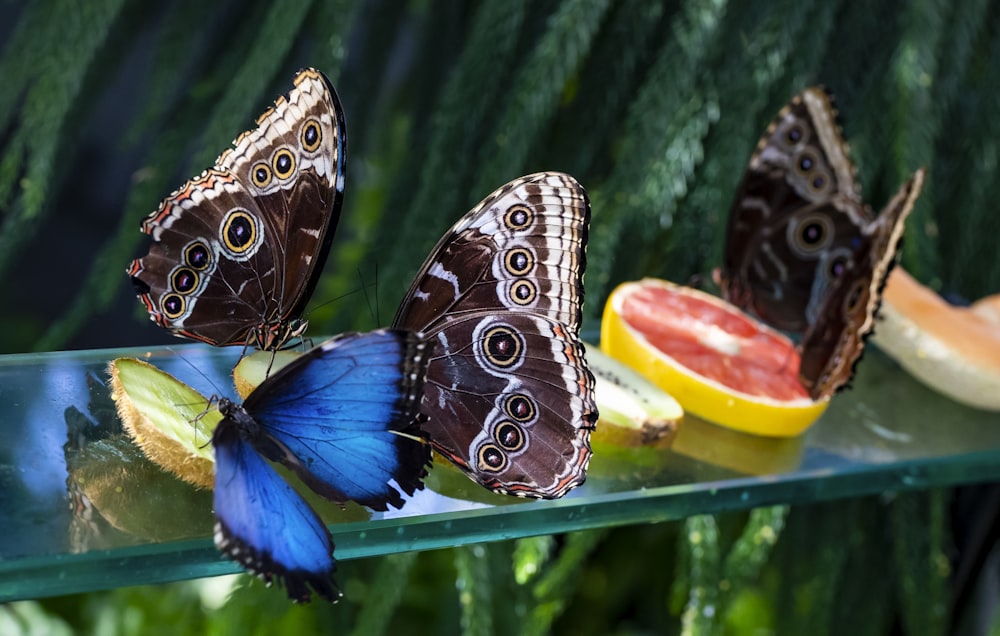 brown and blue butterflies on glass panel