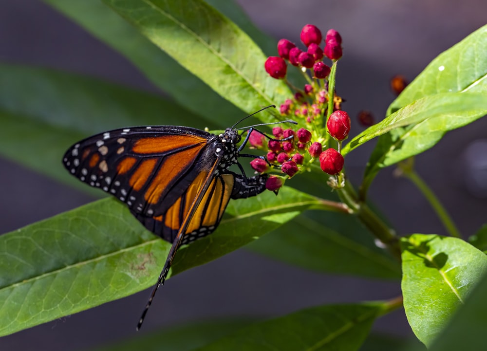 Monarch butterfly on red flower