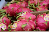 Packaging area where fresh dragon fruits are carefully prepared for shipment.