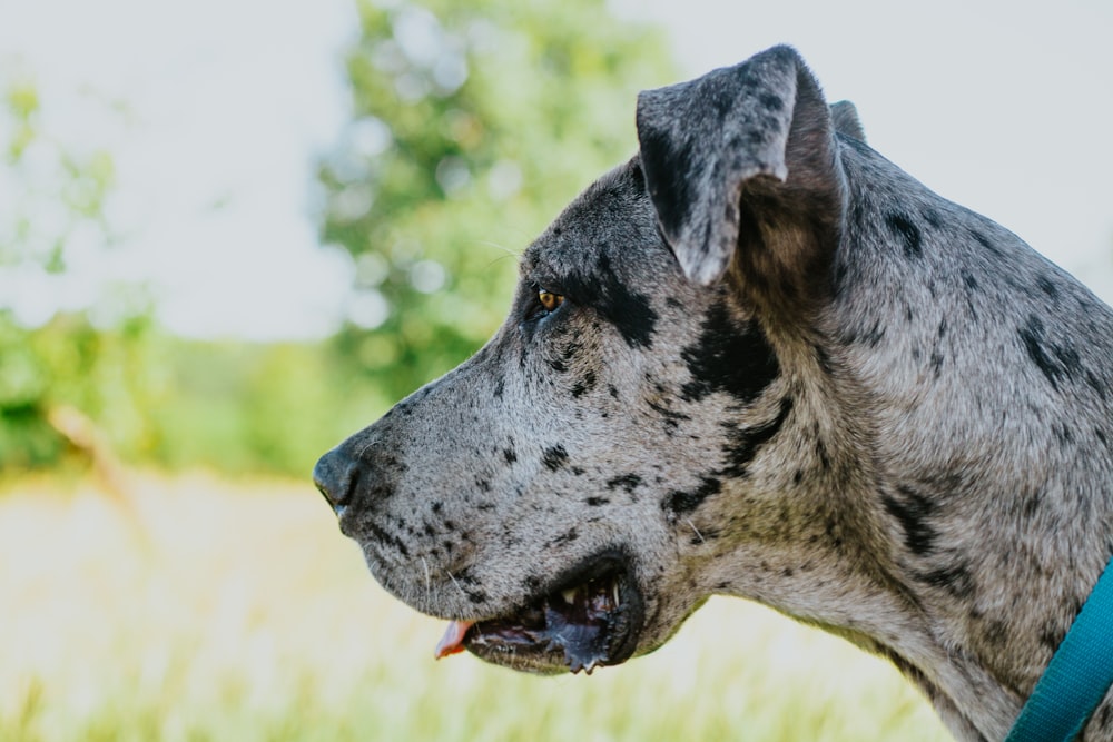 perro gris de pelo corto