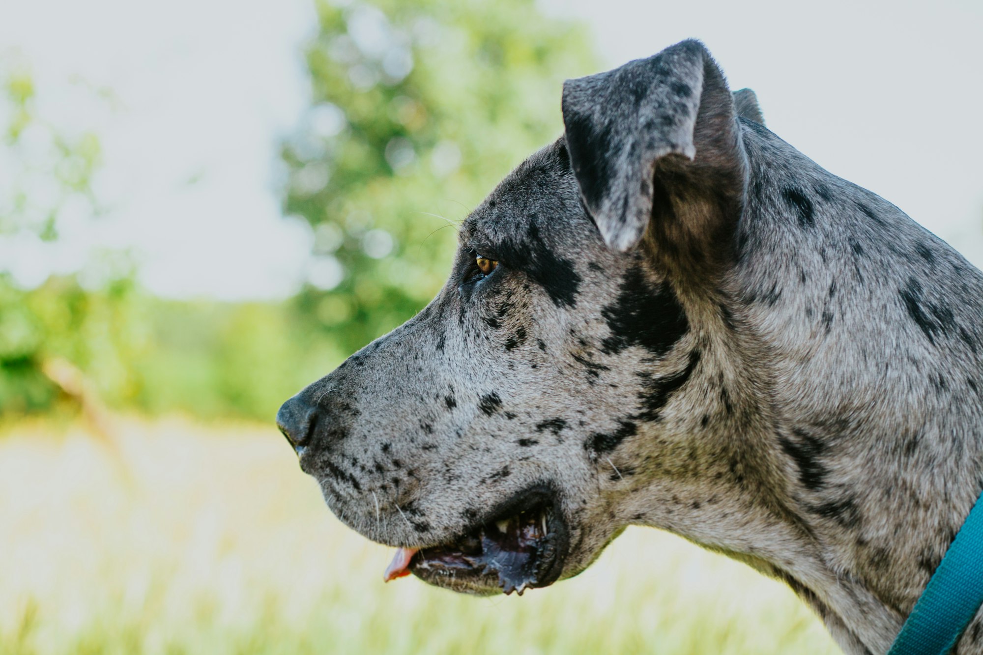 The Spectrum of Great Dane Colors: A Comprehensive Guide