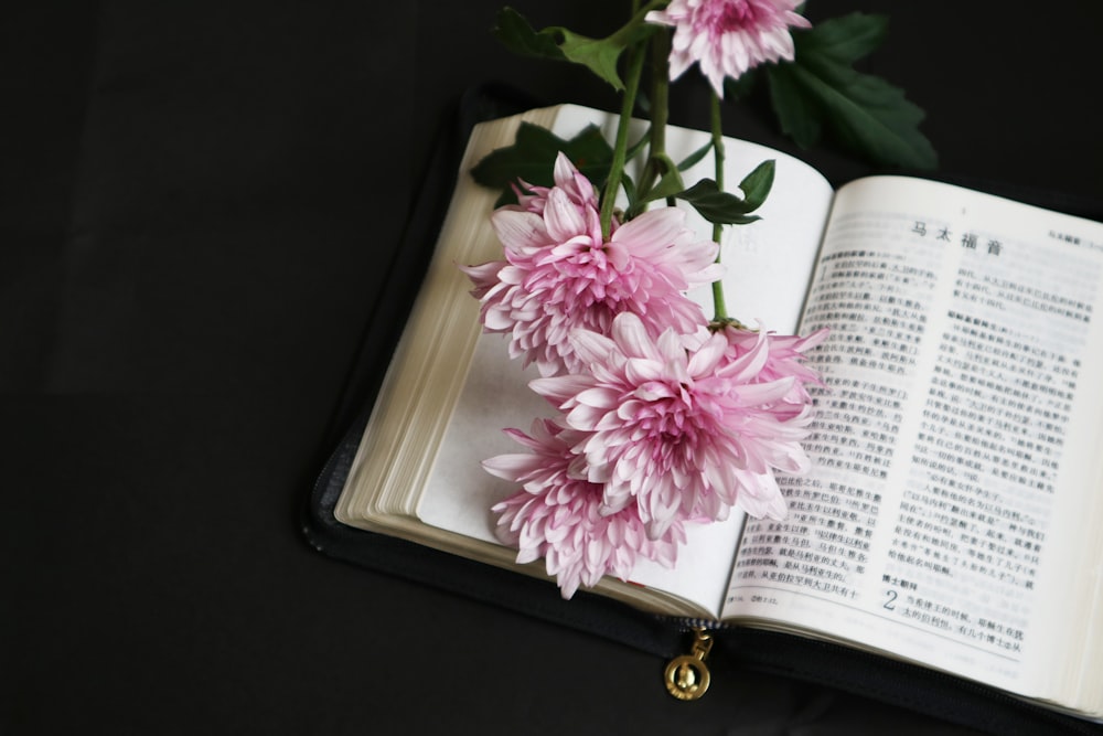 pink-petaled flowers