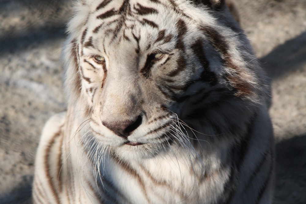 albino tiger close-up photo