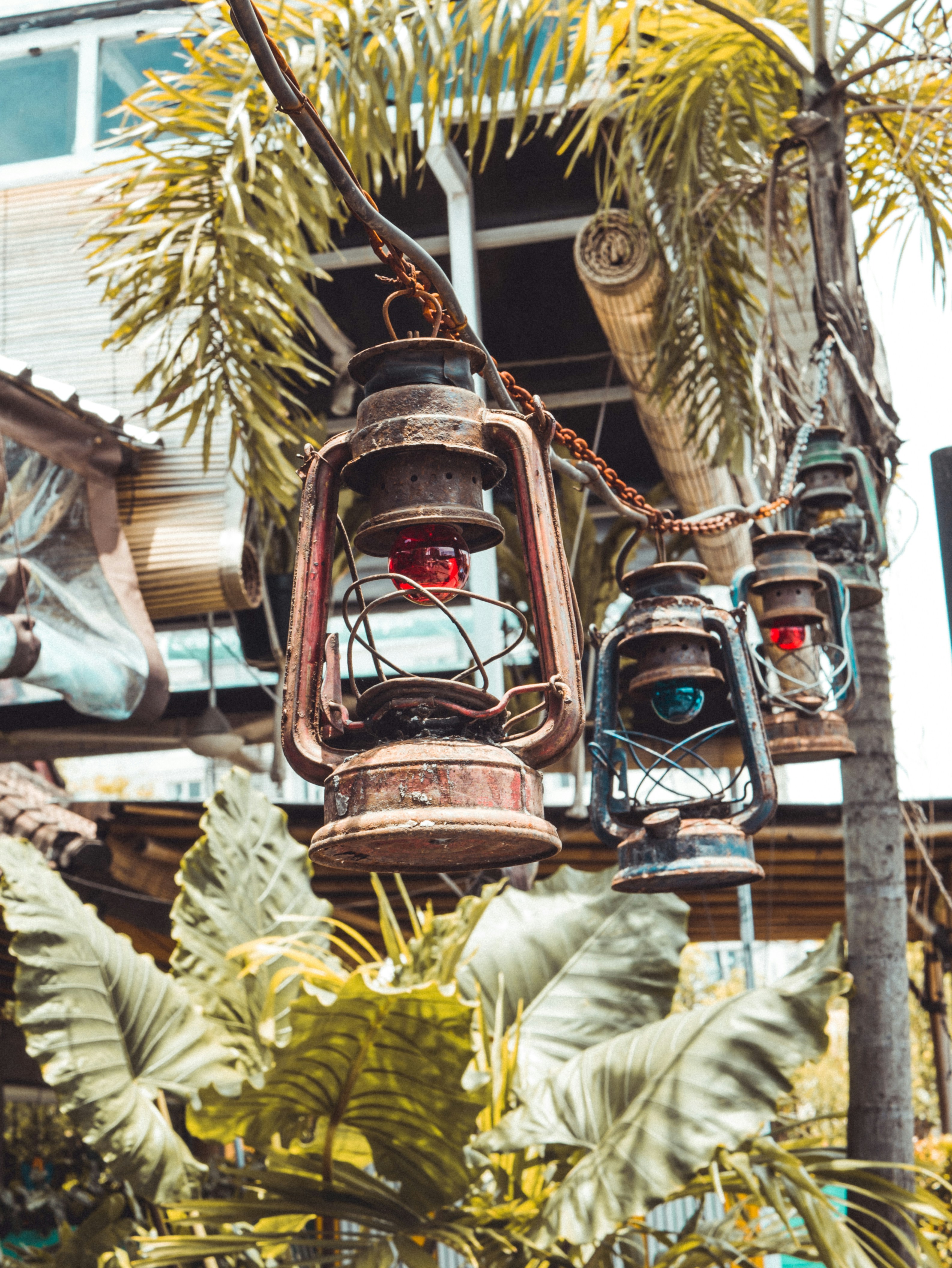 kerosene lamps hanging on the tree