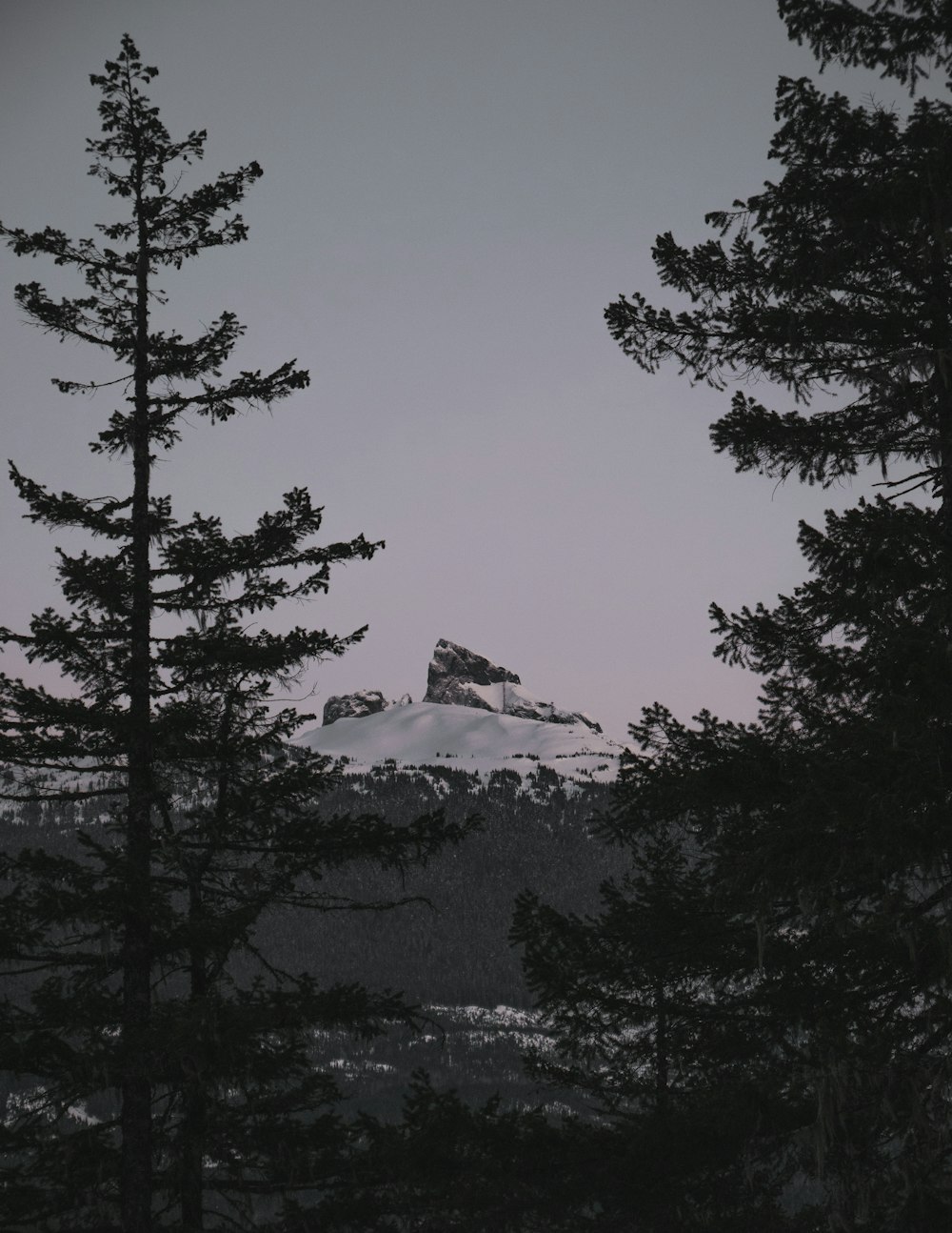 alberi a foglia verde vicino alla montagna