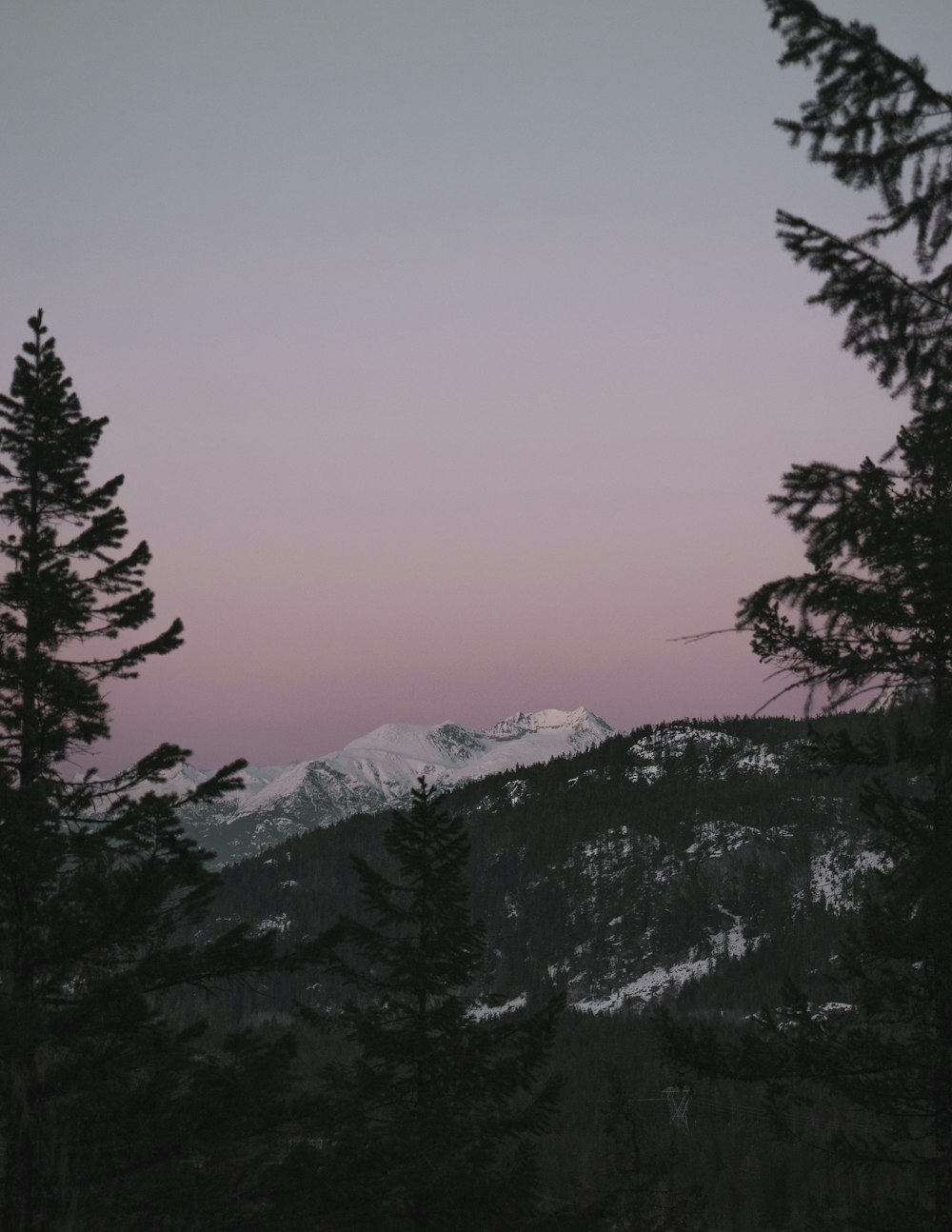 pine tree and icy mountain scenery