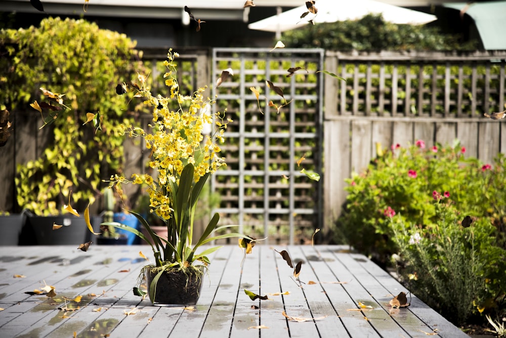 potless plant on wooden porch