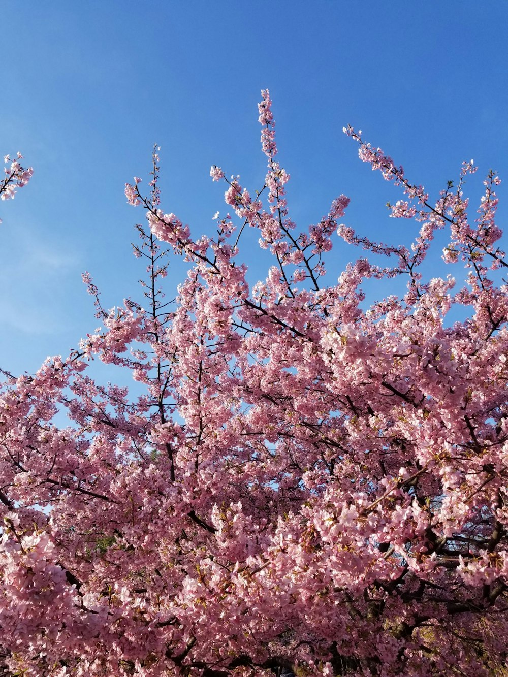 árvore de flor de cerejeira cor-de-rosa
