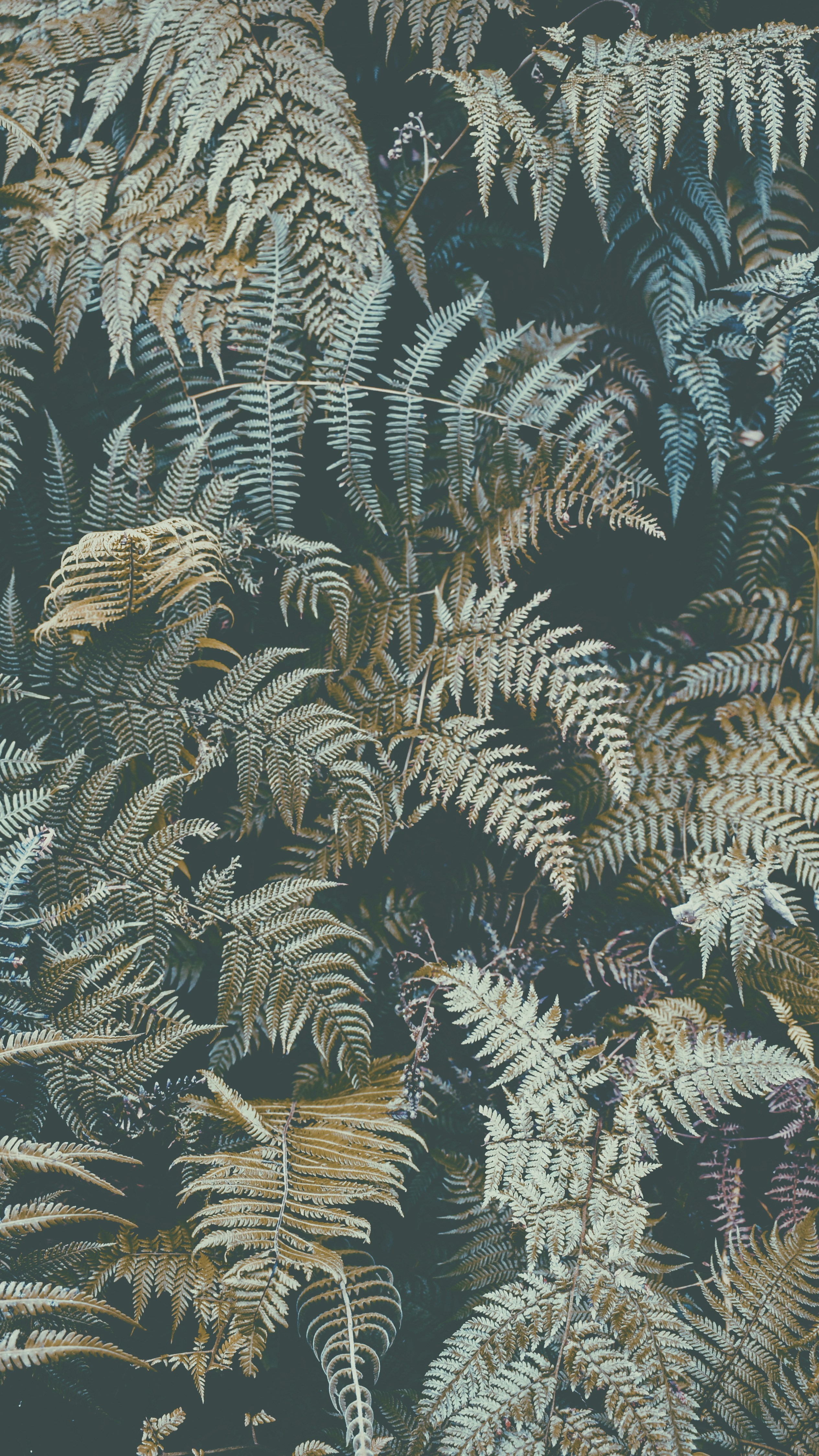 Photo by greenhouseseeker