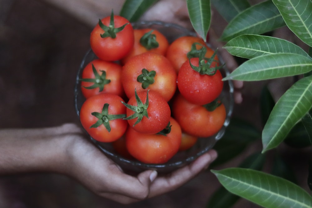 tomatoes on bowl