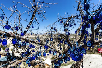 evil eye tree
