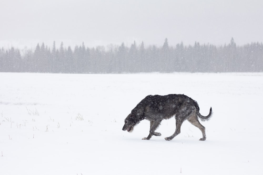 black dog walking on snow